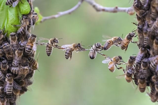 Plattformökonomie – Kooperation als Überlebensprinzip